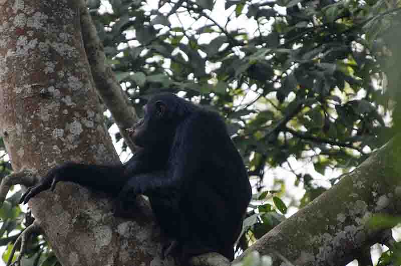11 - Chimpance - parque nacional de Nyungwe - Ruanda